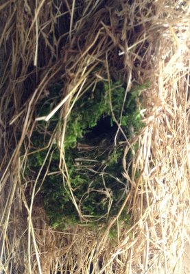 Entrance to a wren's nest woven into a bale of hay